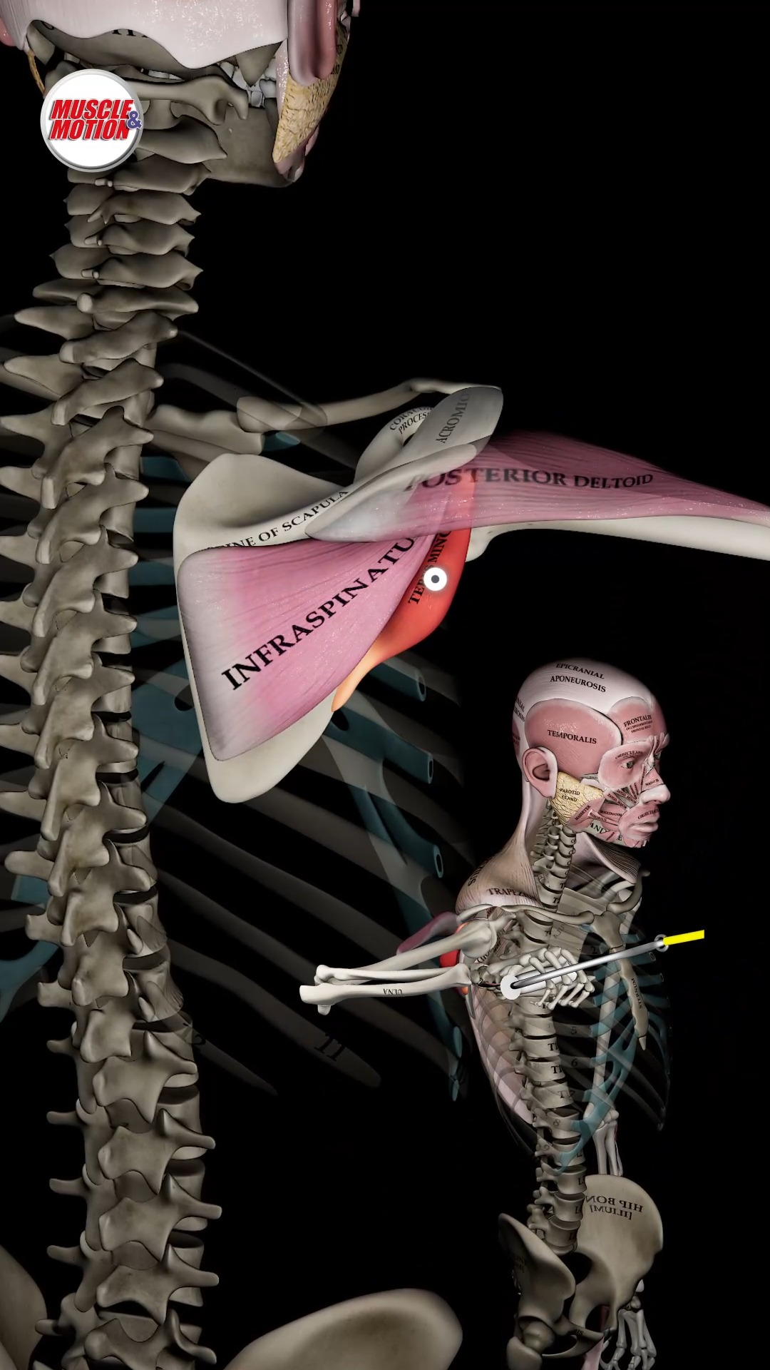 📚 Shoulder External Rotation at 0° vs. 90° A study by Kurokawa et al ...