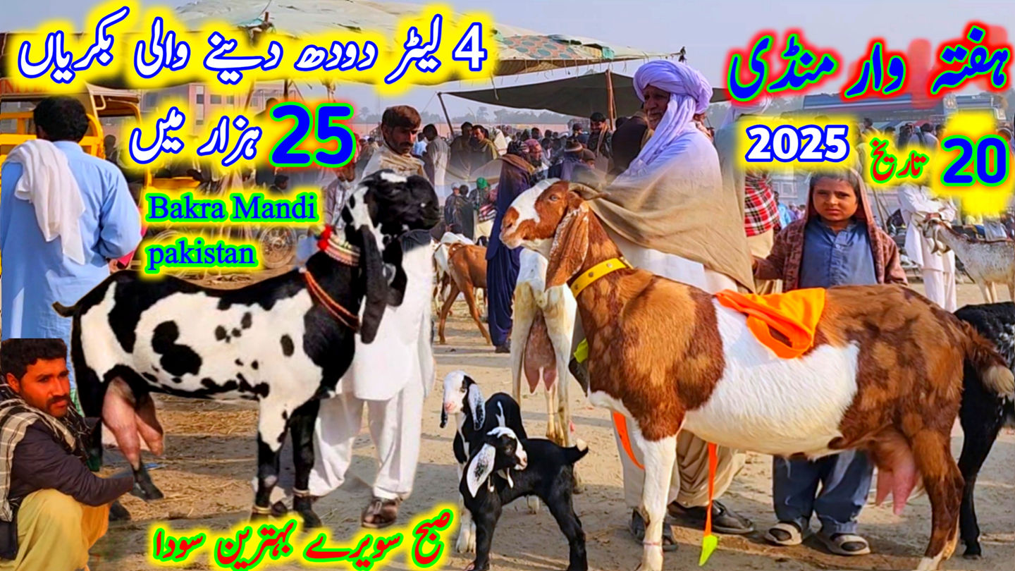 new mandi update sahiwal bakra mandi, bakra mandi sahiwal update ...