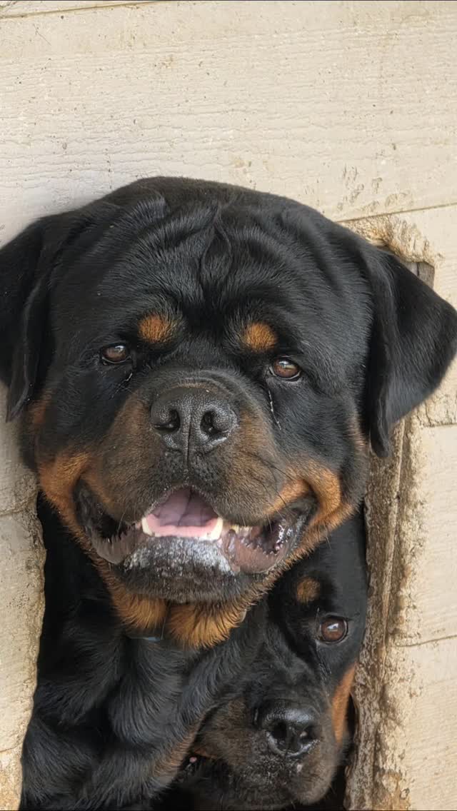 Butler Kennels Rottweilers | Gatesville TX