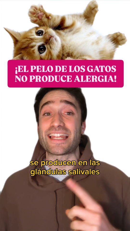 ¿Qué raza de gato te gusta más? 🐾😺 • #gatos #michis #gato #alergia # ...
