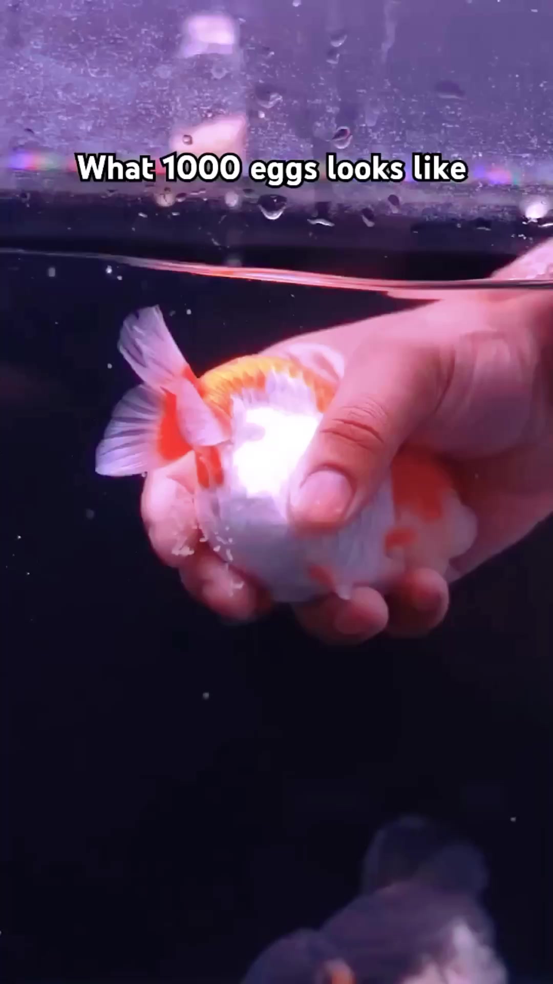 Squeezing fish tummy to Extract the eggs #fypageシ #fishing #Goldfish ...