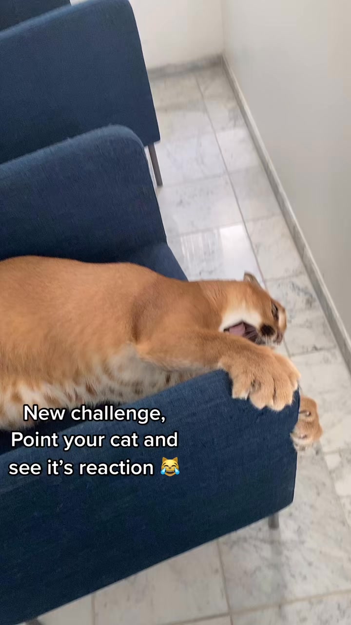What challenge should we do next ？ 😸 #vi... | Violet Flash | Facebook