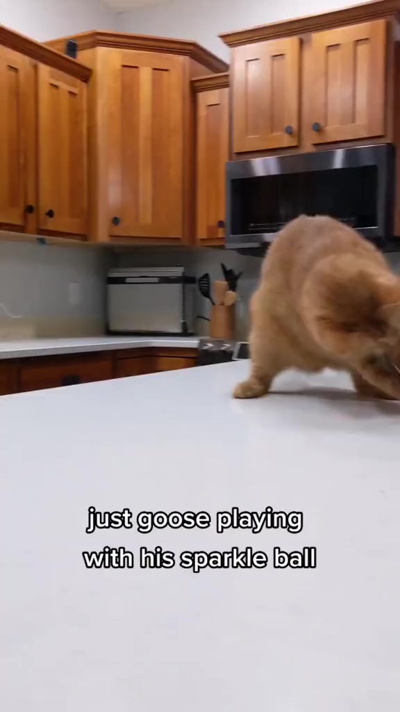 goose strives to provide the most wholesome content #cat #animal # ...