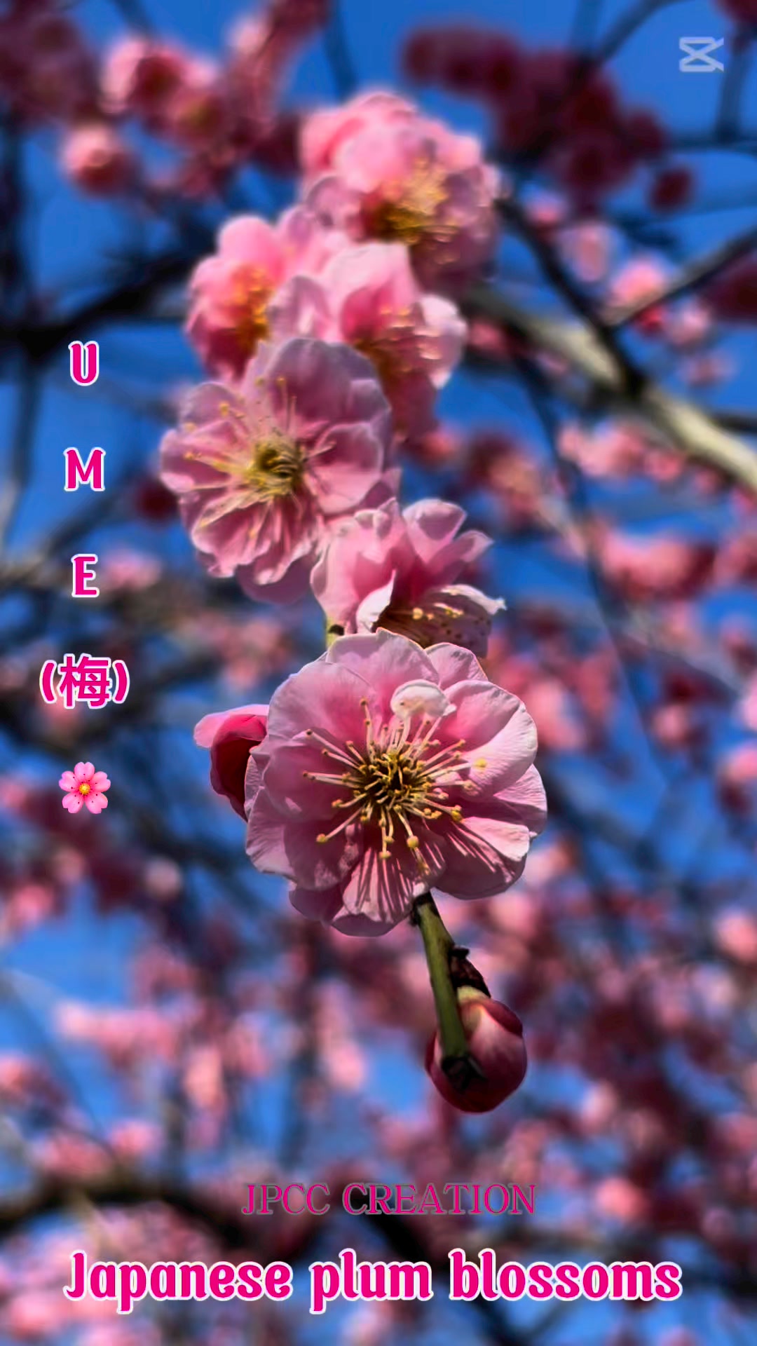 梅014ページ Ume / #梅 or Japanese apricot starts blooming in late winter, it