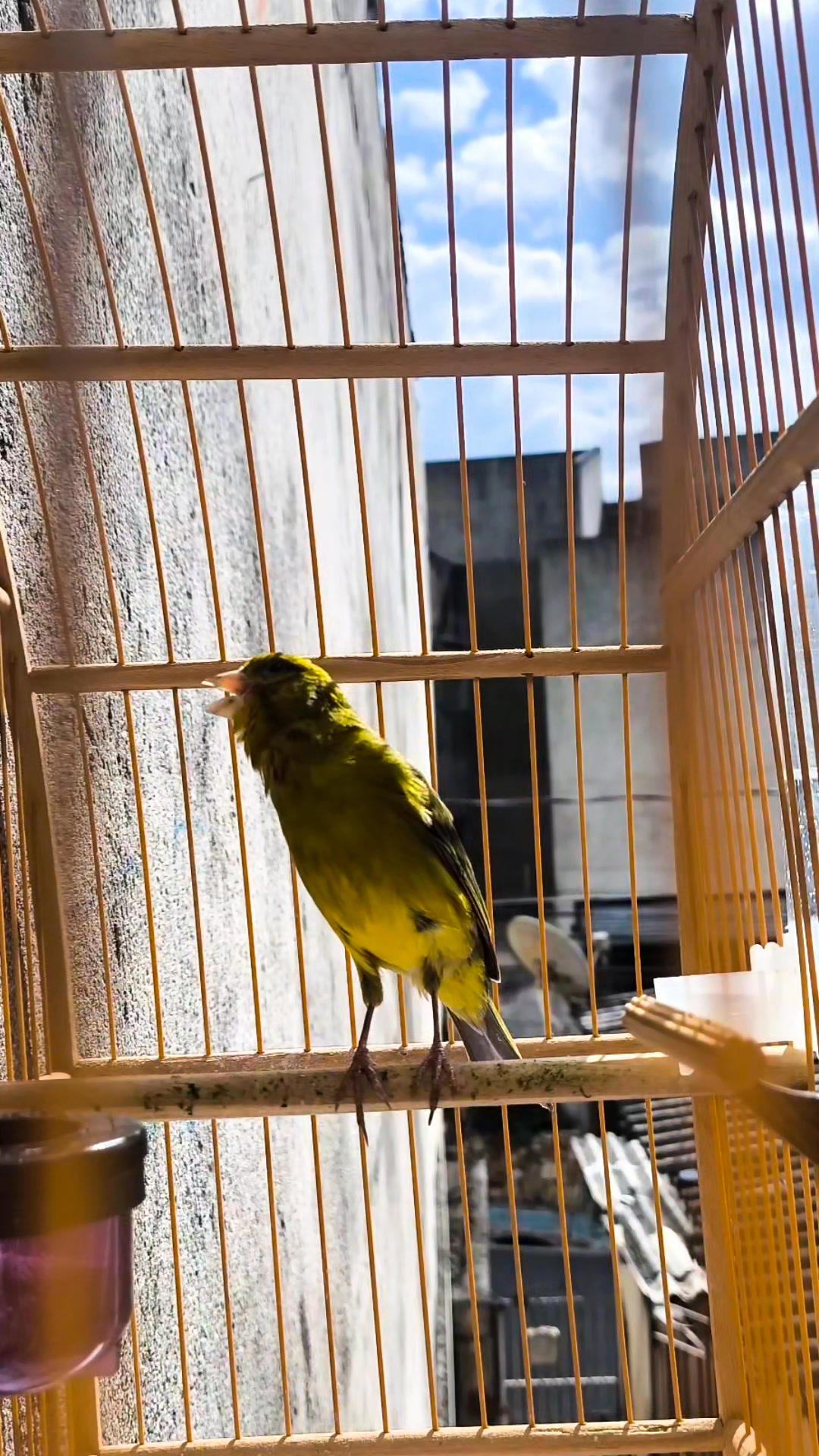Photo inspiration: Vocal Canary Bird Behavioral Analysis Reference: Canary Bird Singing Canary Birds Kanarienvögel