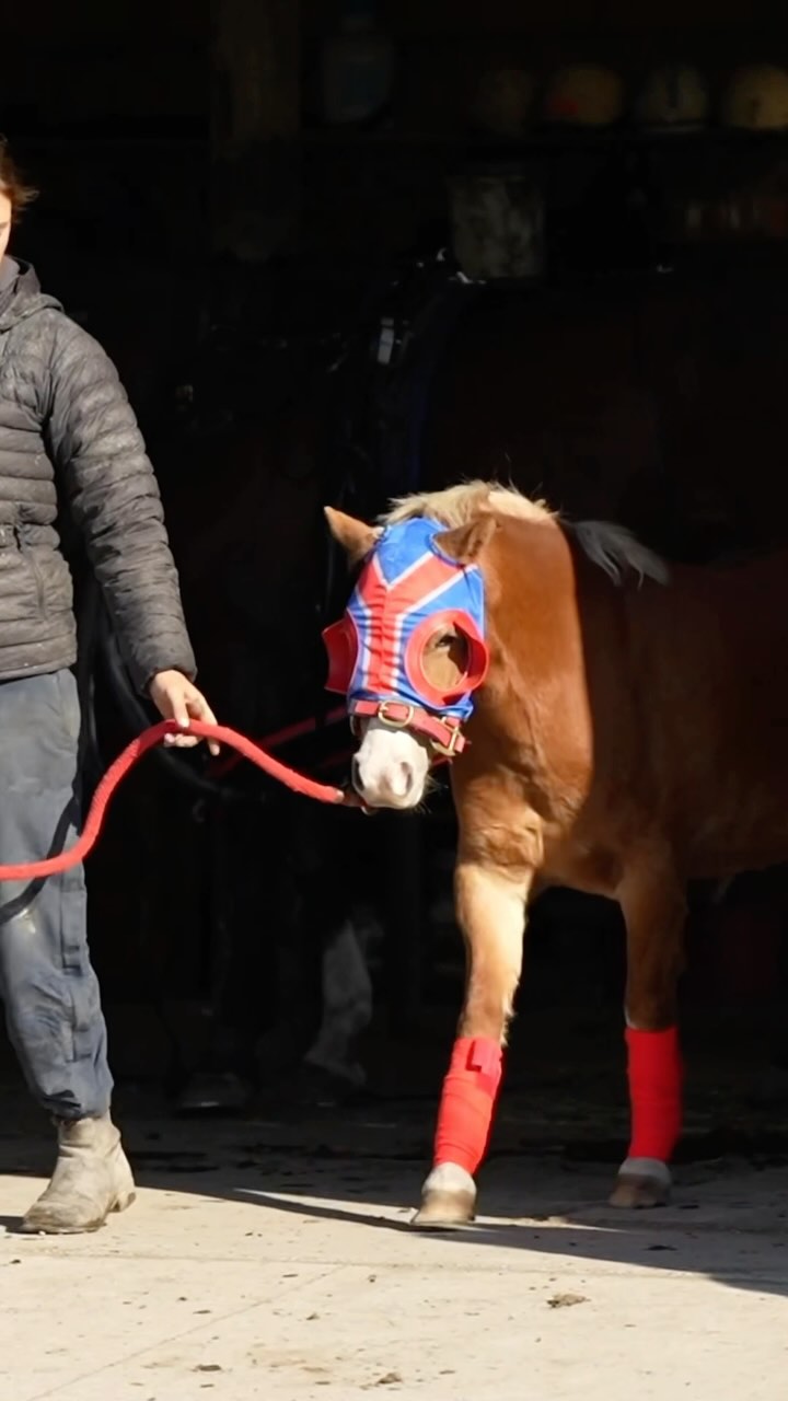 GAME DAY Lilibet is ready 🐎🐎 We won’t tell her she’s a companion as we ...