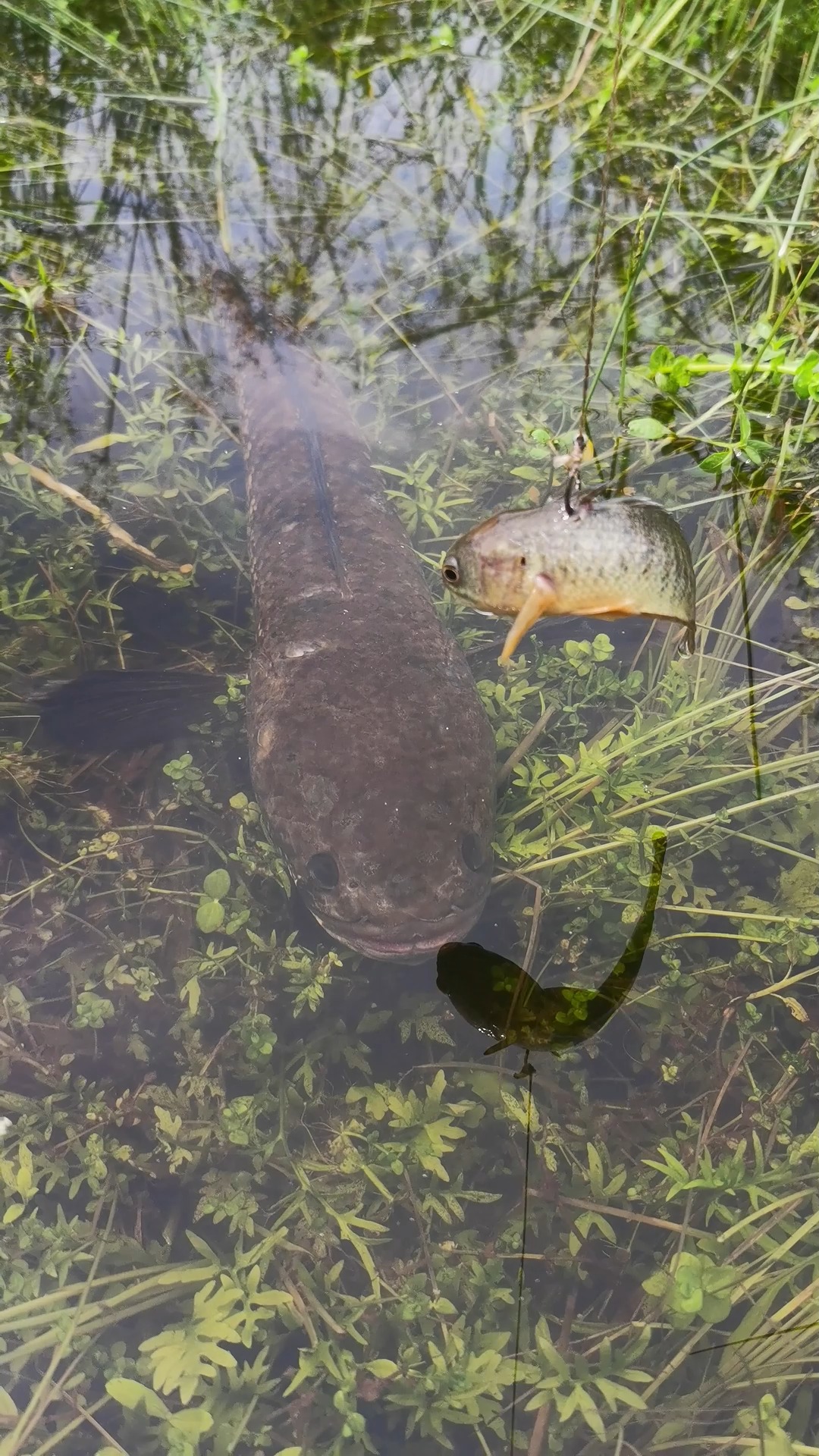 Unbelievable snakehead fishing technique #fishinglife #fish #bigfish # ...