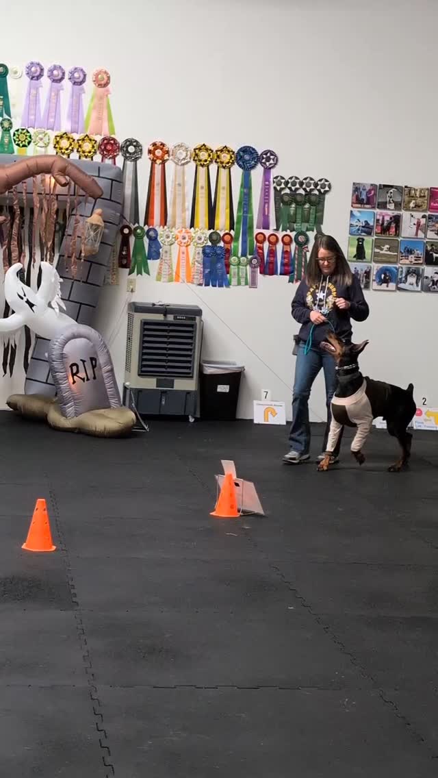 What an awesome day celebrating our Rally Obedience teams! 🐾 Every ...