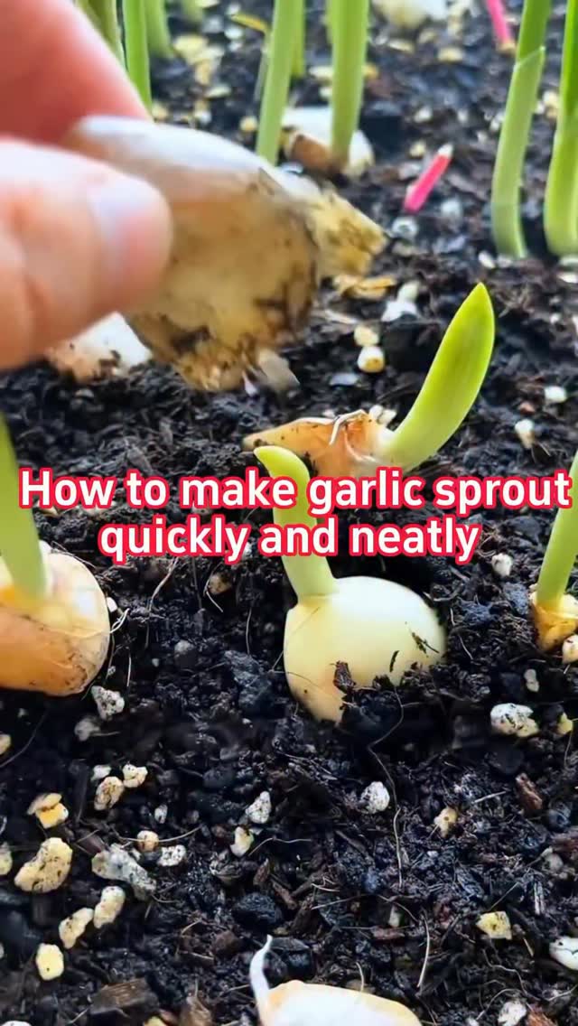 🧄How to make garlic sprout quickly and neatly?🧄 💦Soak the cloves in ...