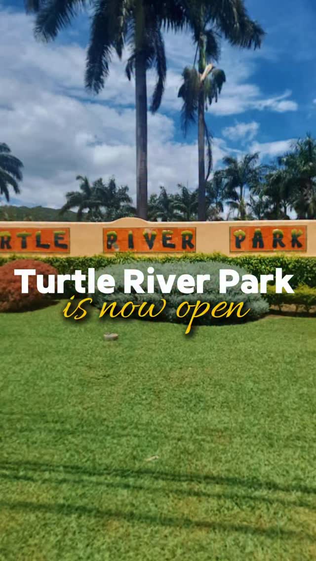 Ocho Rios, the gates are open and the energy is bright again. Turtle ...