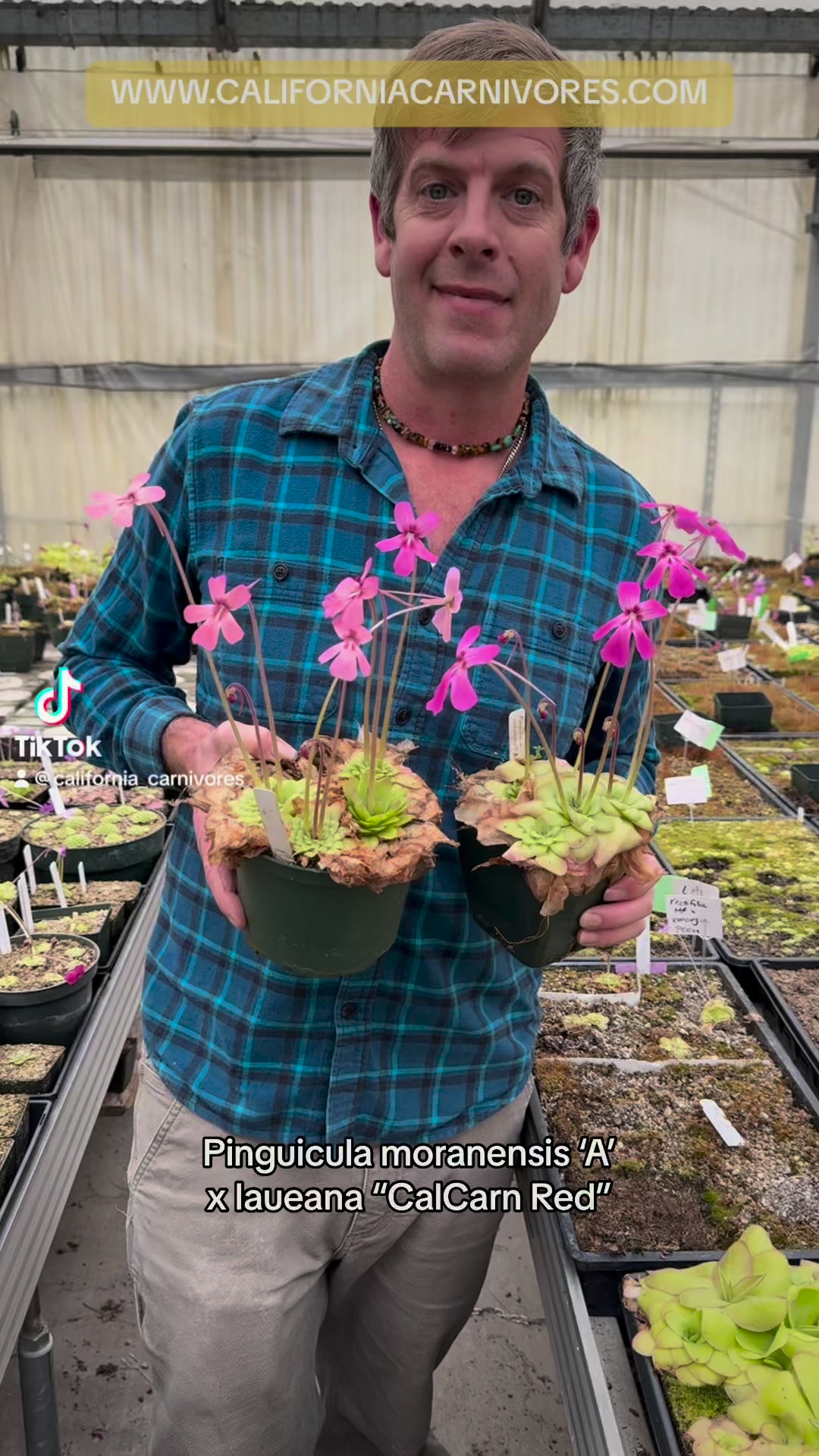 New release! 🤩 Pinguicula x “Malibu Barbie” is a wildly pink