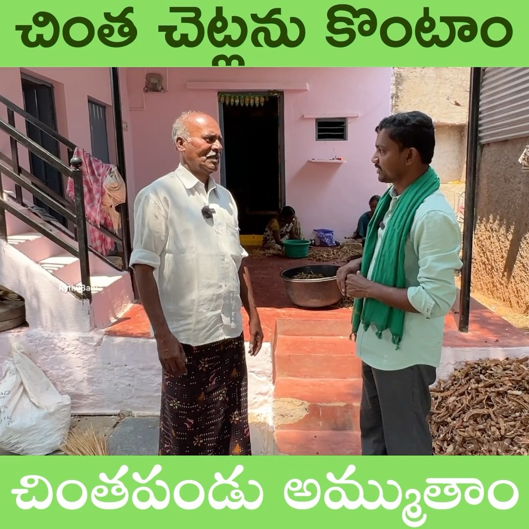 చింత చెట్లను కొంటాం చింతపండు అమ్ముతాం #rythubadi #agriculture # ...
