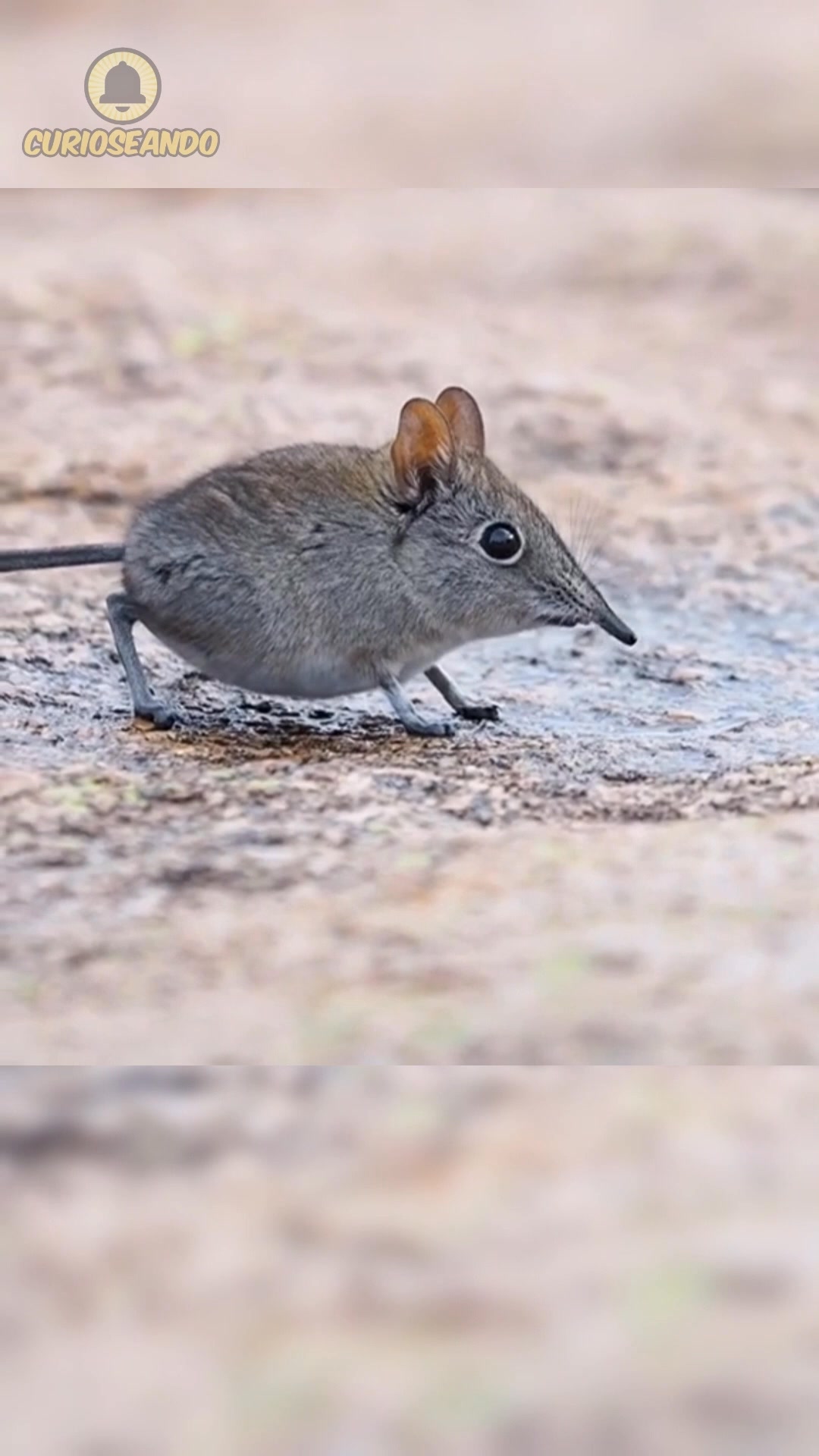 No es un ratón… ¡es la musaraña elefante! 🐘🐭 #DatosCuriosos # ...