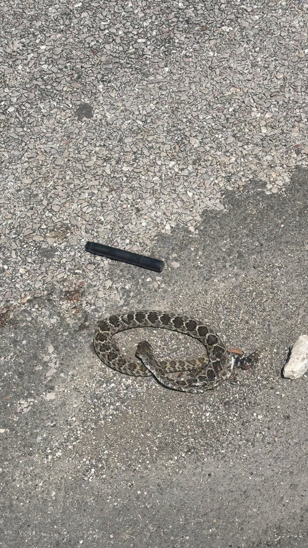 🧐 Rattlesnake hiding in plain sight. This is the third