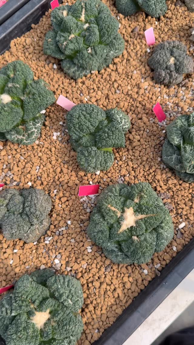 Copiapoa griseoviolaceaf.mountain form GCG 15033.| | Aphidet Khodchaon