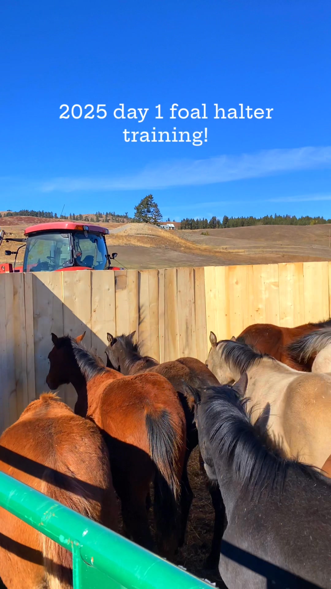 Day 1 foal halter training!! Mabel has already asked for paid time off ...