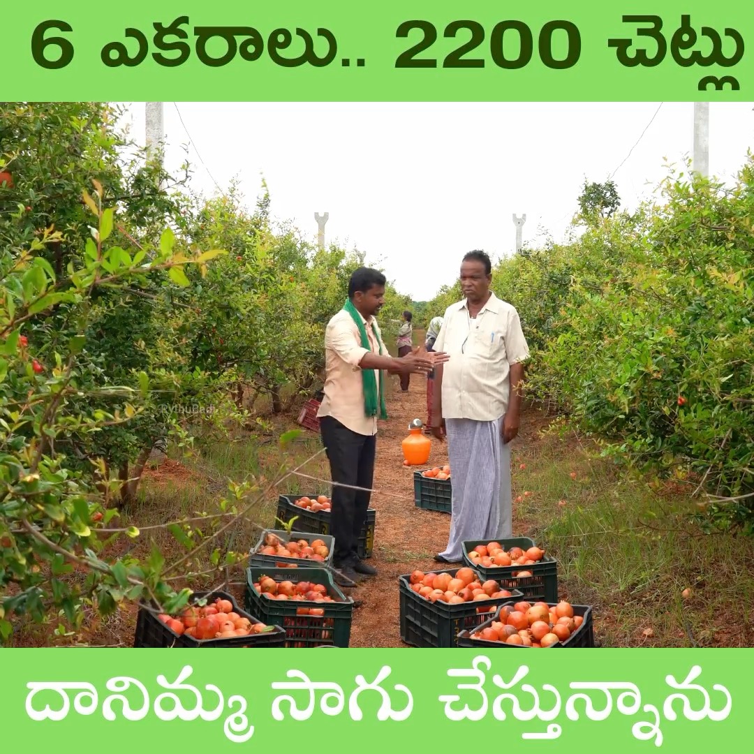 6 ఎకరాలు.. 2200 చెట్లు దానిమ్మ సాగు చేస్తున్నాను #rythubadi # ...