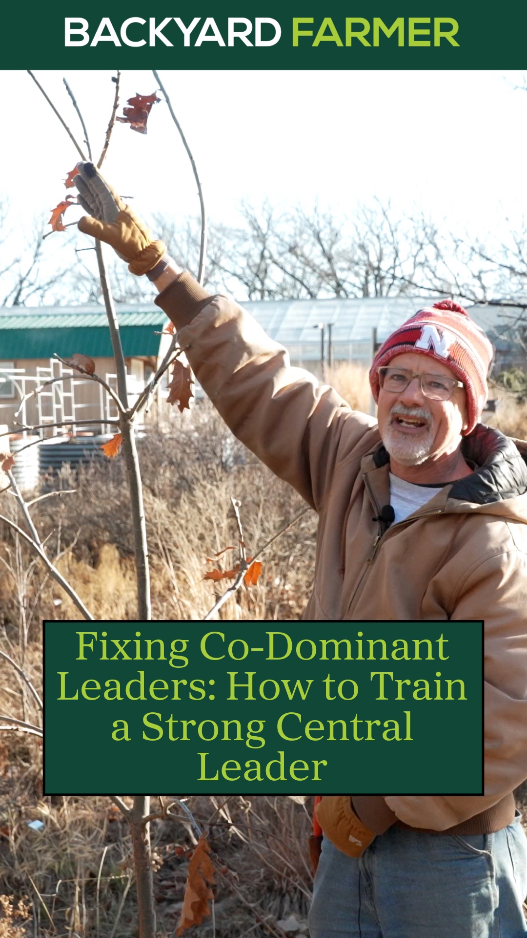 Codominant leaders can create weak branch unions that lead to splitting ...
