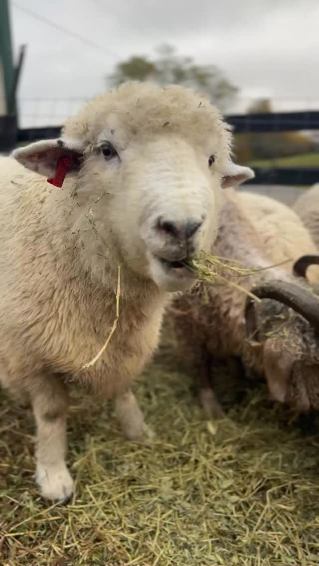 Our big boys enjoying some hay. Both Martin (Romney/CVM mix sheep) and ...