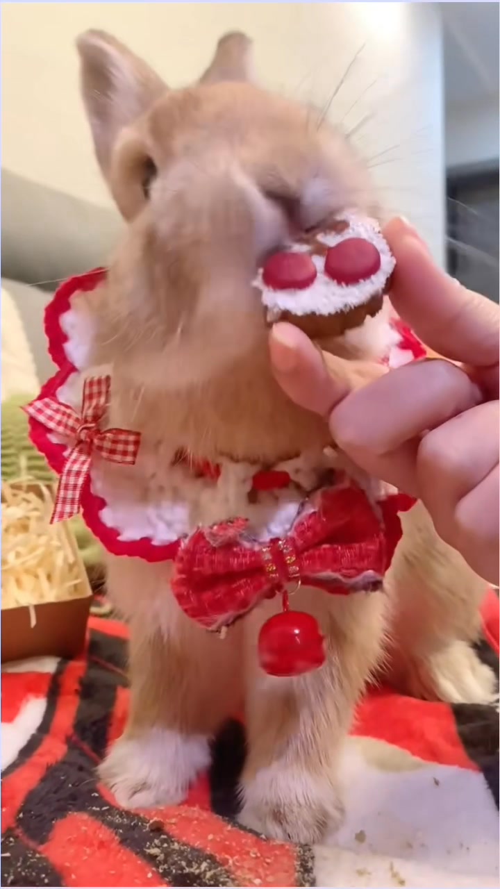 #cute #rabbit #rabbitlovers | Yussy Herdiani Kartasasmita | Facebook