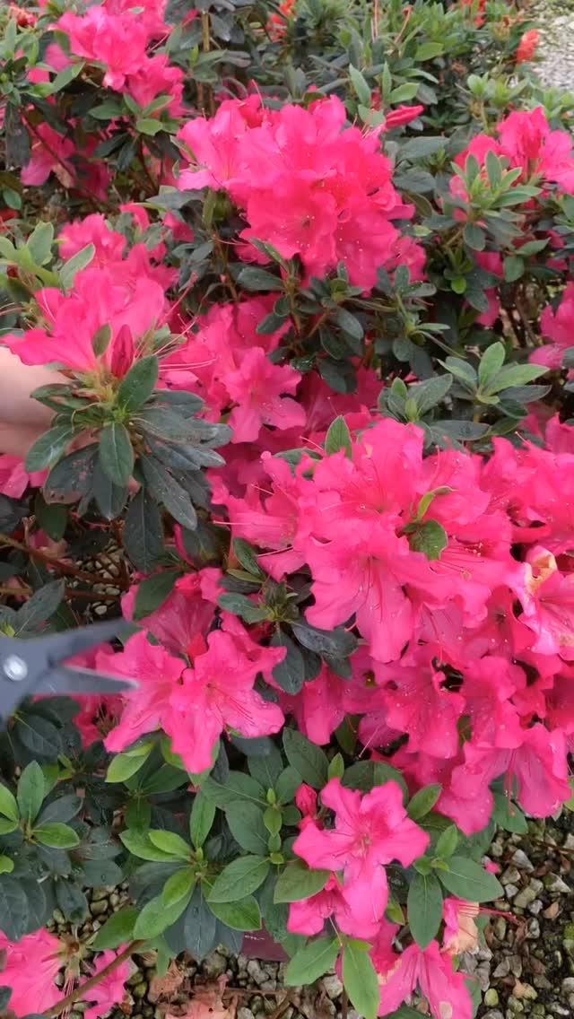 Clipping pink blooms for Valentine’s Day! ️ Who needs roses when Encore ...
