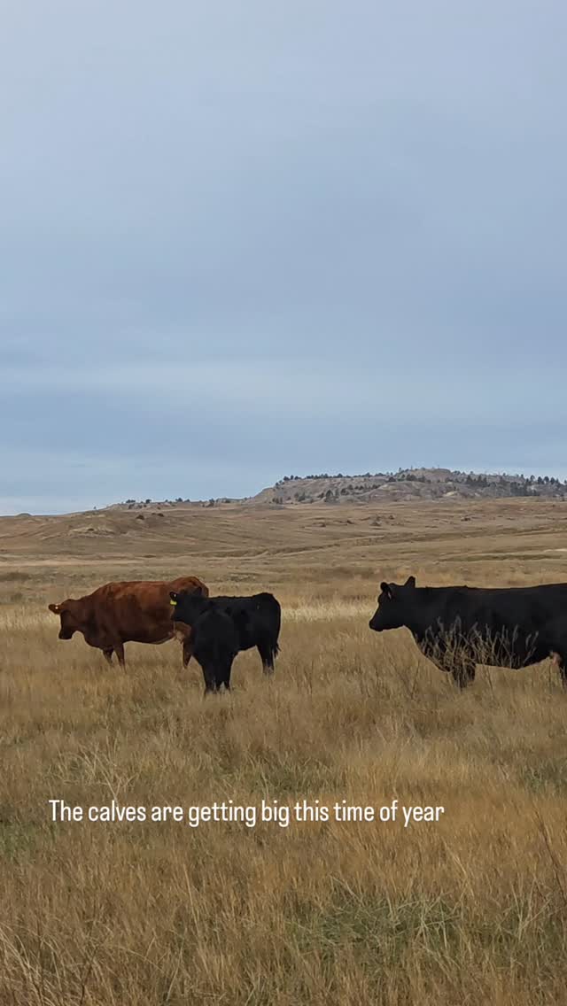 Fall works is a busy time and we'll be glad to get all the calves in ...
