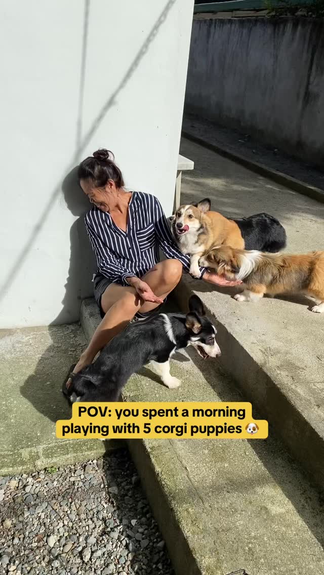 🚨 corgi attack! 🤭🐾 🐾 pro tip👇... - North Imperial Corgis | Facebook
