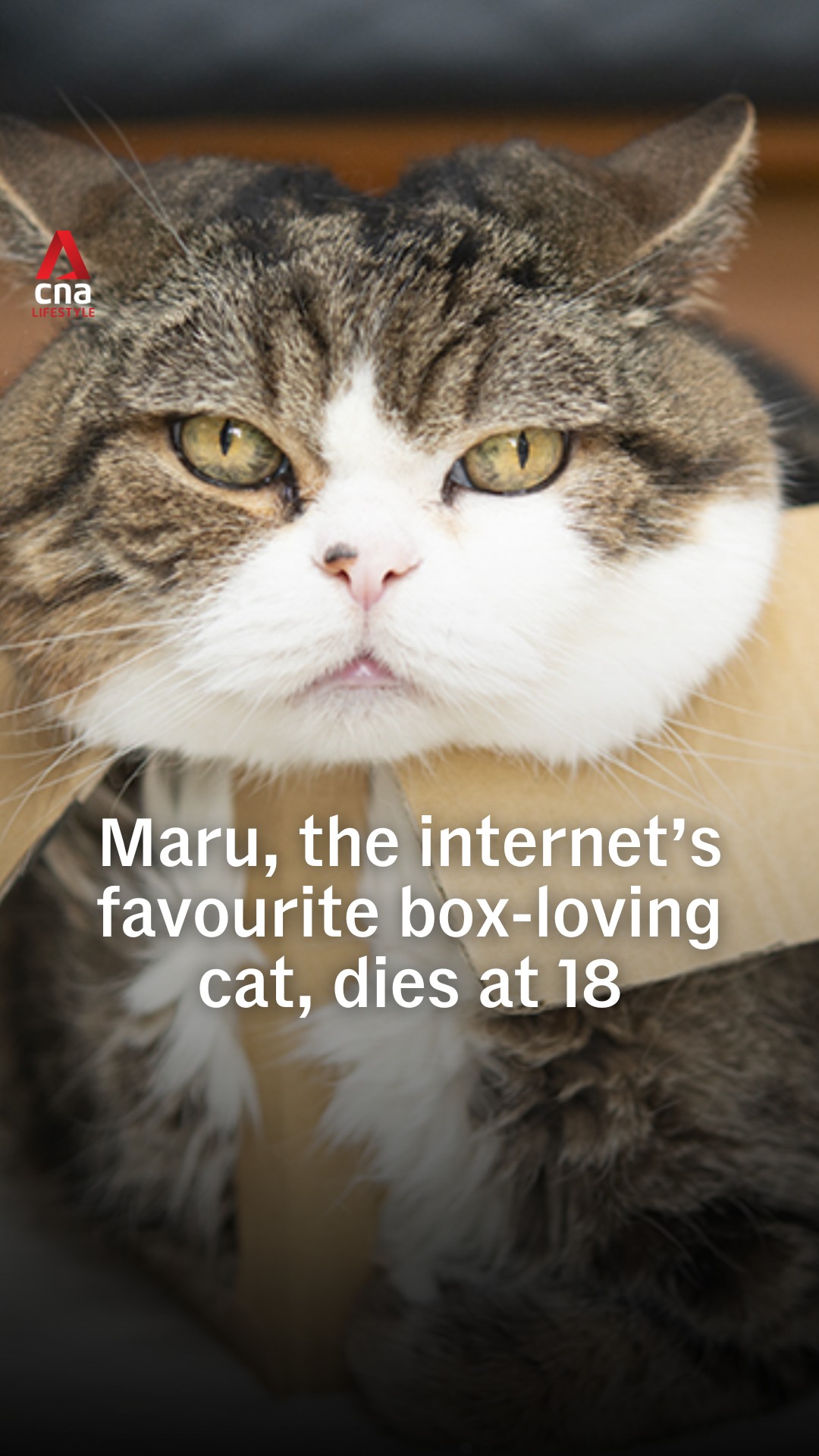 😺 Japanese cat Maru, formerly the most viewed animal on YouTube