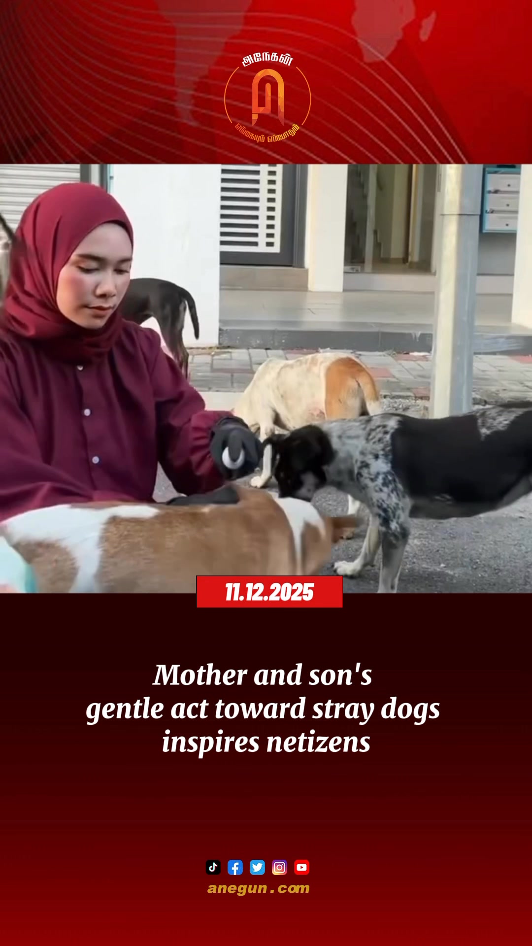 Curated visual reference: Visual Reference: Mother And Son S Gentle Act Toward Stray Dogs Inspires