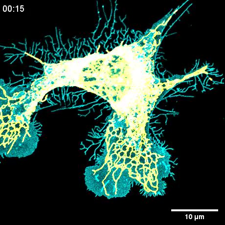 Peiyao Fan, Yang Chen et al. (Peking University) show that tubular ER ...