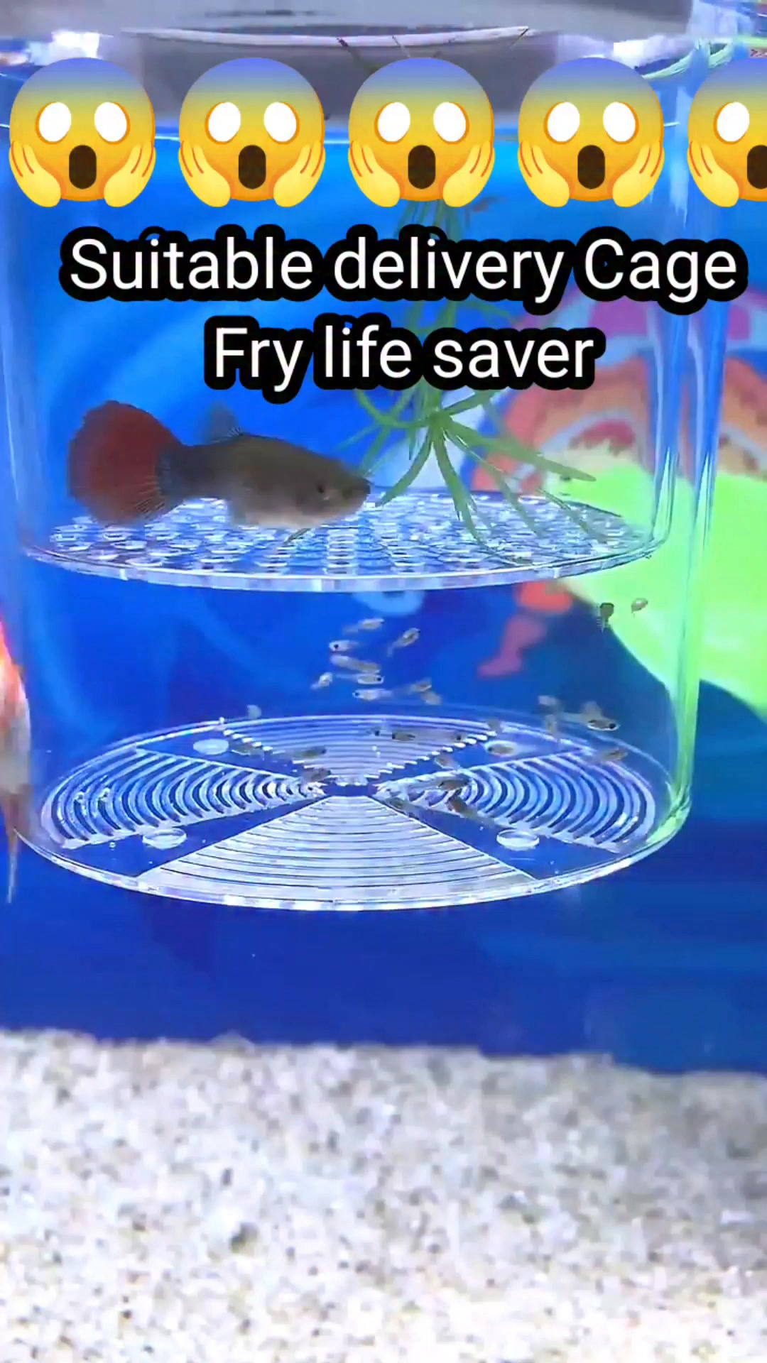 Guppy Fry are now safe From Goldfish😱 #fishing | Bettas journey | Facebook - High Security Goldfish Safe Screens