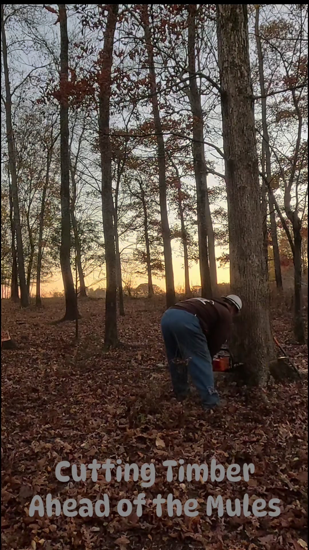 Getting some timber down ahead of the mules with my trusty old Stihl ...