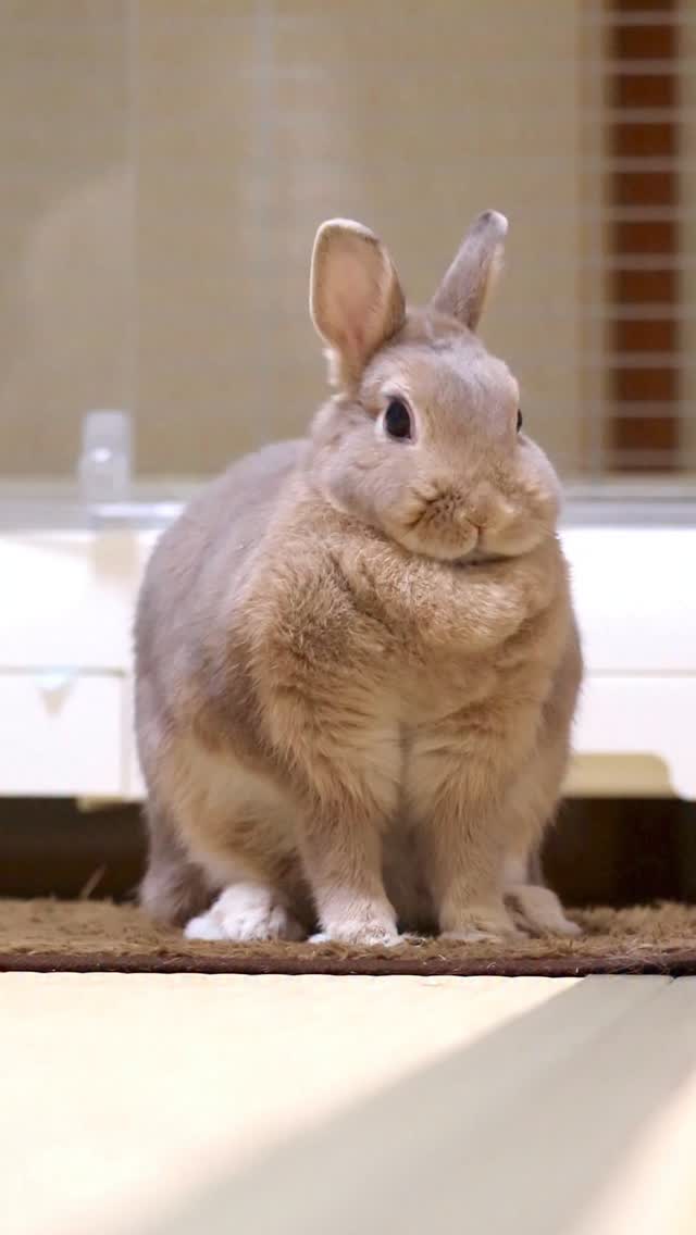Toro grooming his face #rabbit #bunny #netherlanddwarf #pet | Toro(トロ)🐰 ...