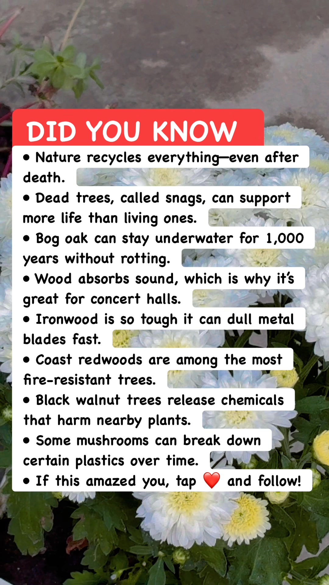 Follow me for more nature facts ~ AK