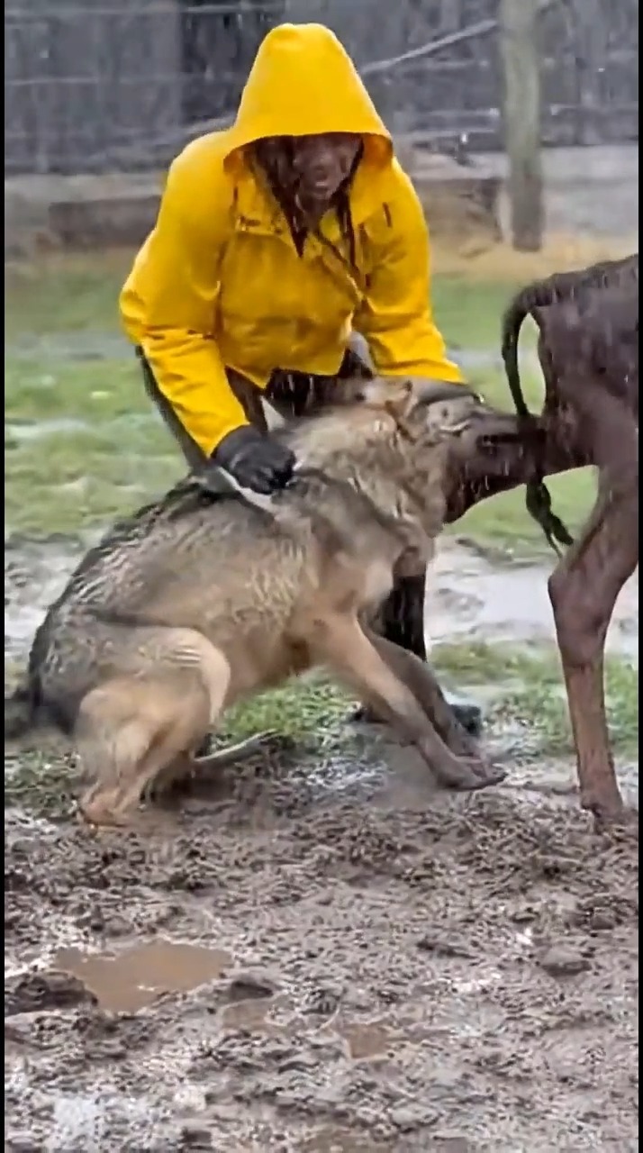 Brave Farmer Grabs Wolf by the Scruff to Save a Calf! #wildliferescue # ...