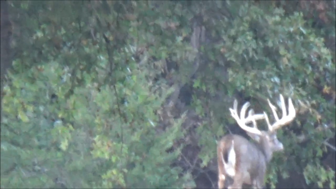 Look at the awesome buck #deerseason #naturelovers | Cedar Ridge ...