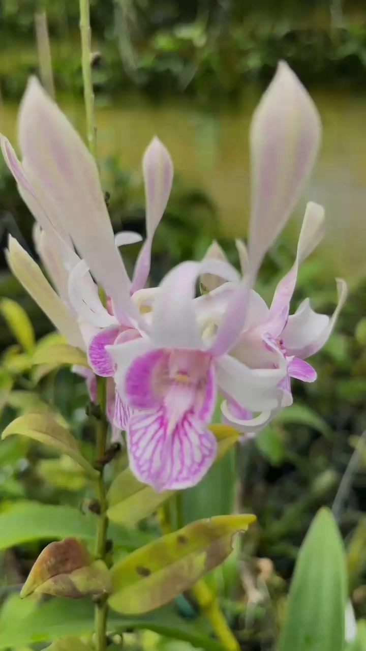 Dendrobium Lorrie Mortimer, Univ.of Hawaii 1998 (RHS). 🩷🩷🩷 Di Indonesia ...