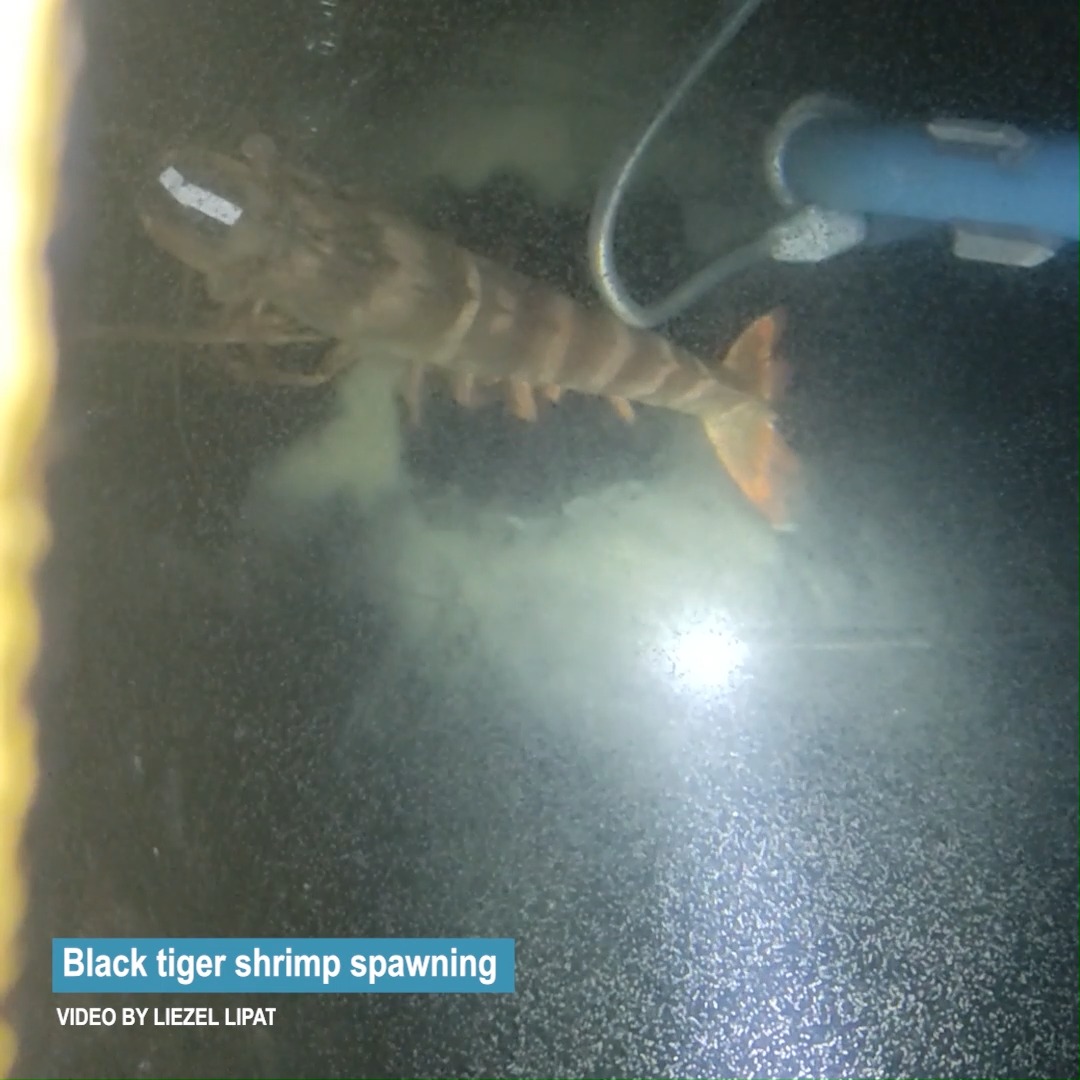 Black Tiger Shrimp spawning activity... - Mangrove Matters PH | Facebook