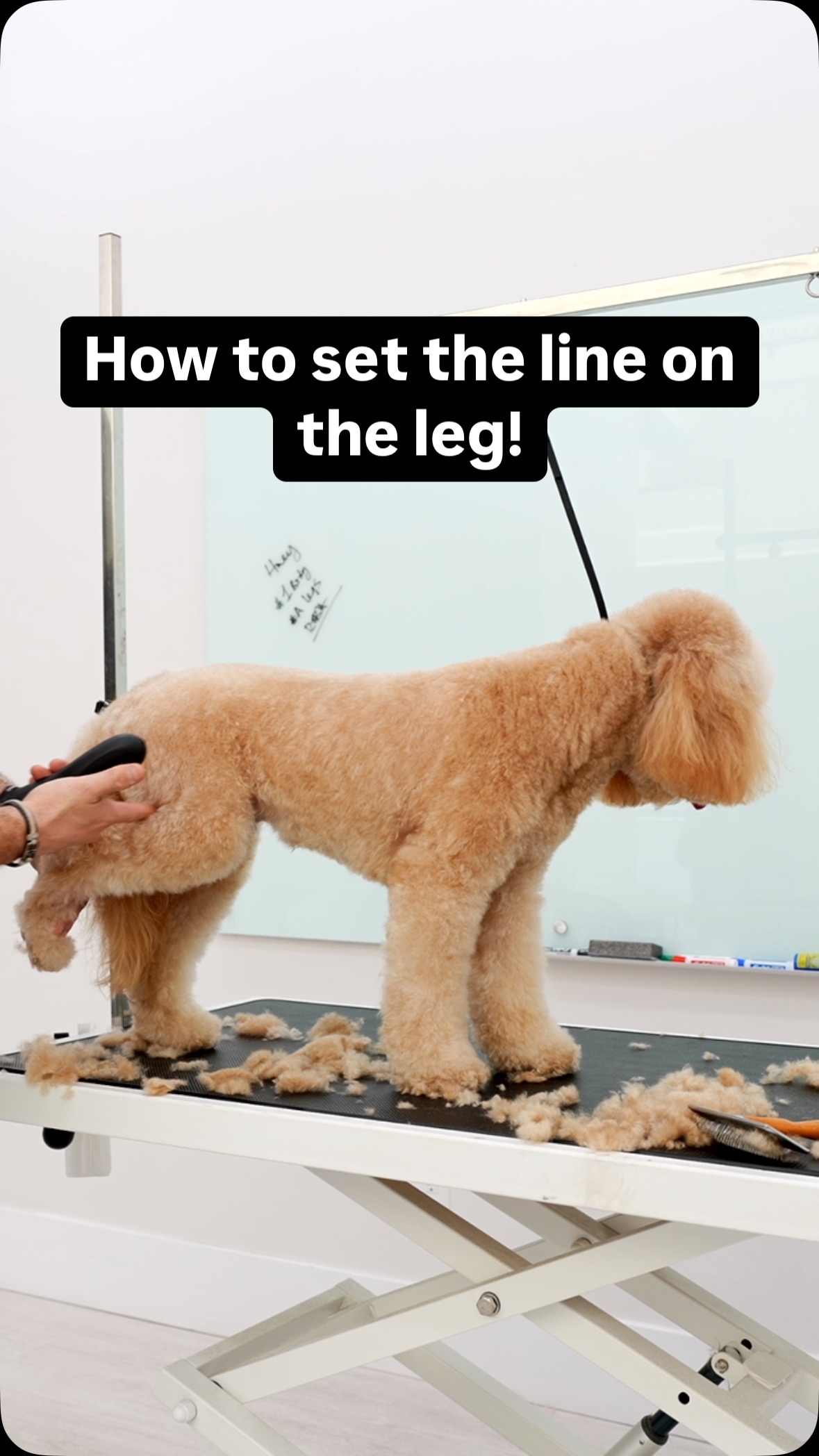How do you set the line when grooming the leg? #goldendoodle | Northern ...