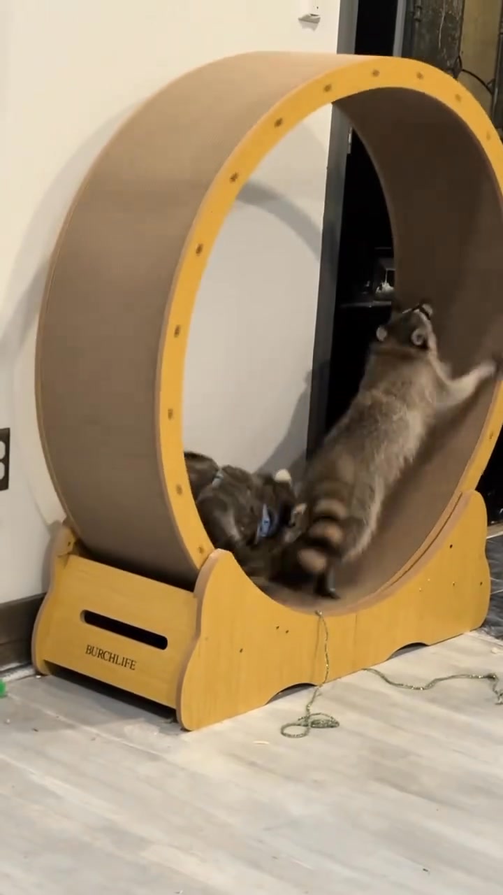 🦝 Follow @raccoon_lovers_daily Credit Cory tik tok dm | Cute Raccoon ...