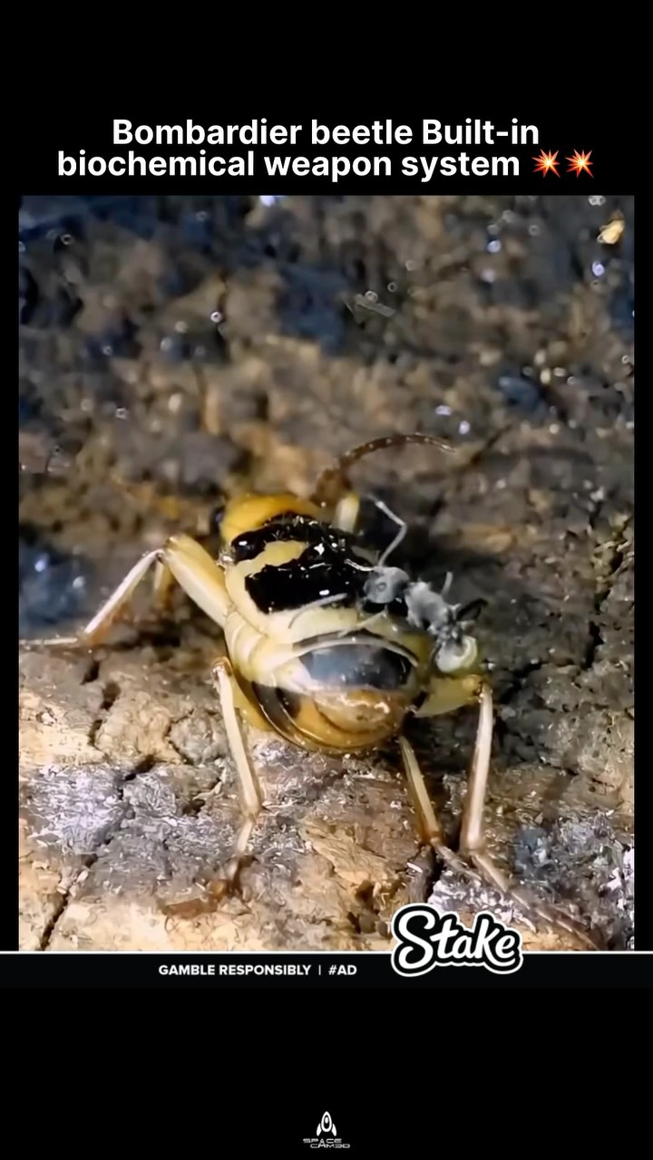 It’s like nature said, “Let’s give this tiny bug a bazooka!” The ...