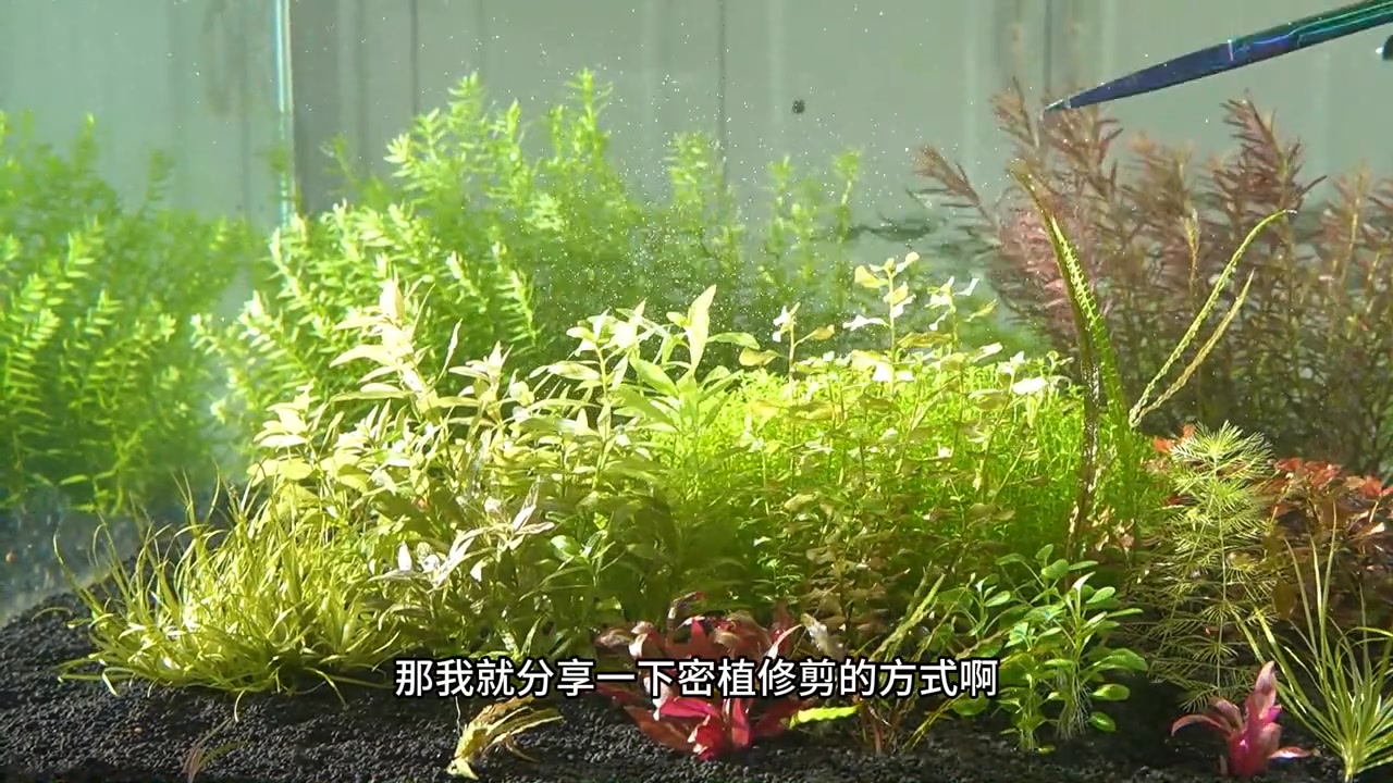 密植修剪水草的方式 密植修剪水草的方式#水草修剪 #水草缸 #水草 #水草造景 #草缸 | 大Fat宇水景 | Facebook