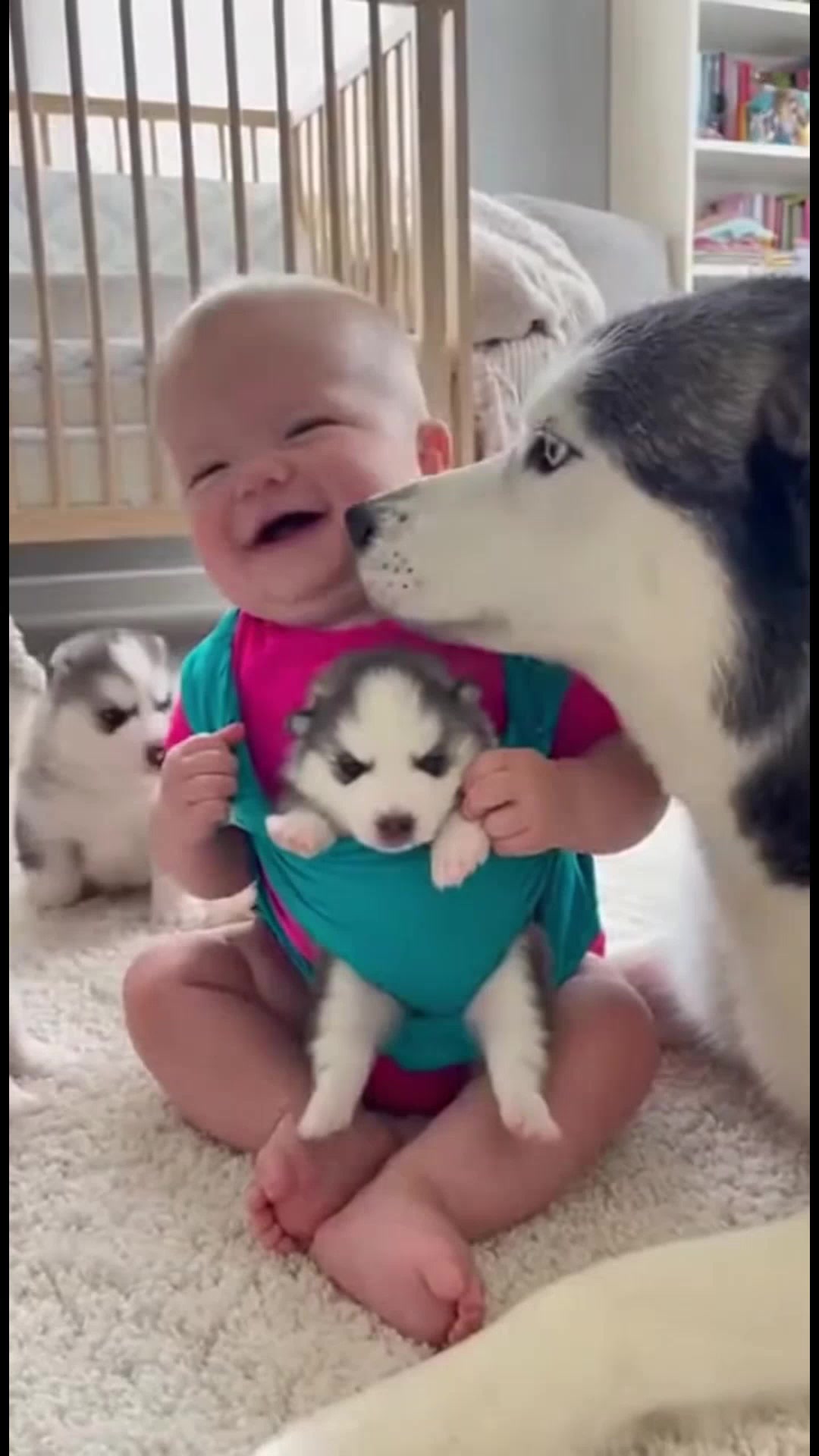 Bébé et chiots heureux Un bébé rit entouré de chiots husky adorables. # ...