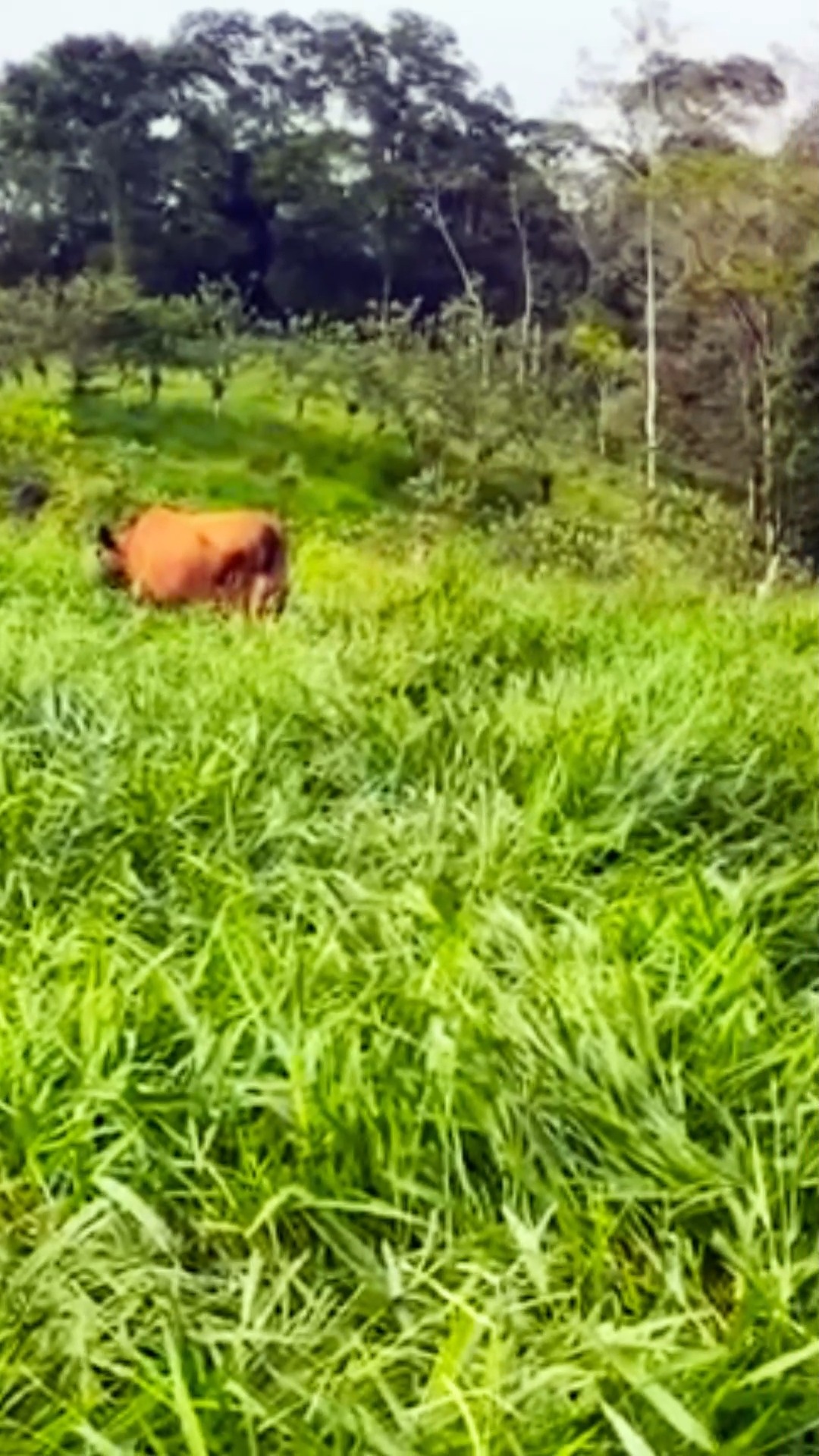 El pasto Camello Blend, es un pasto que puede alcanzar una altura de ...