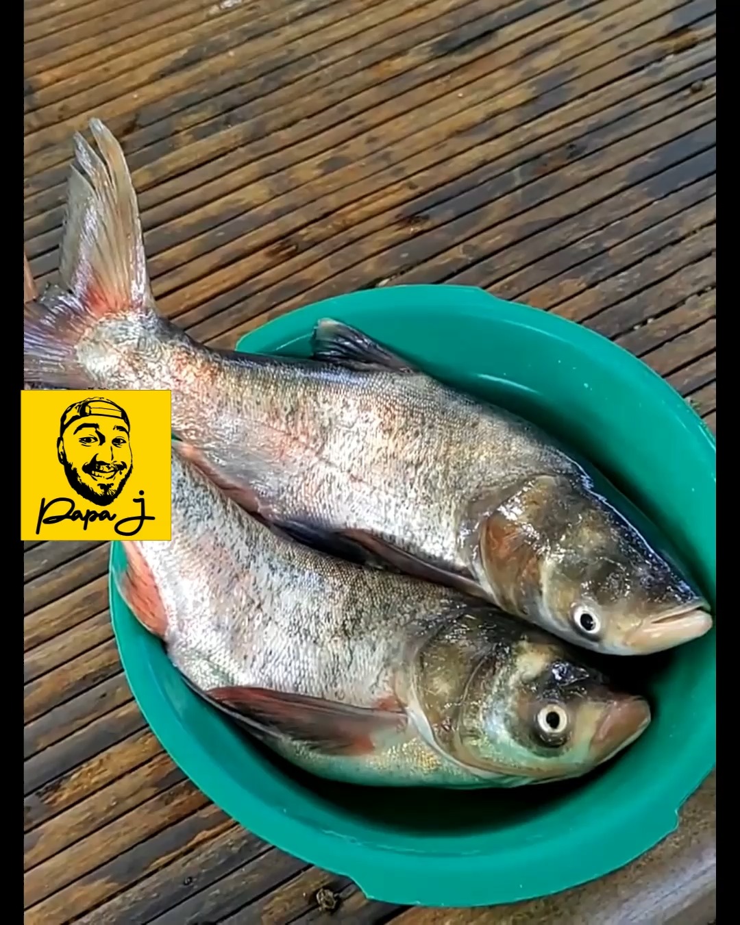Imelda o big head carp fish | Papajay | Facebook