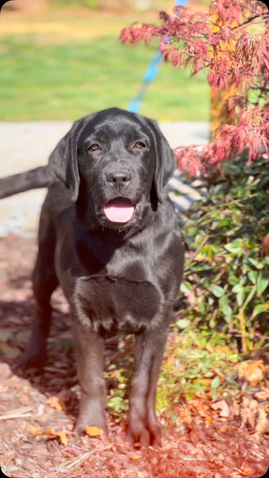 ☀️🍃Spring Puppy🐣🐰 #puppy #puppylove #labrador #lab #englishlab #doggo # ...