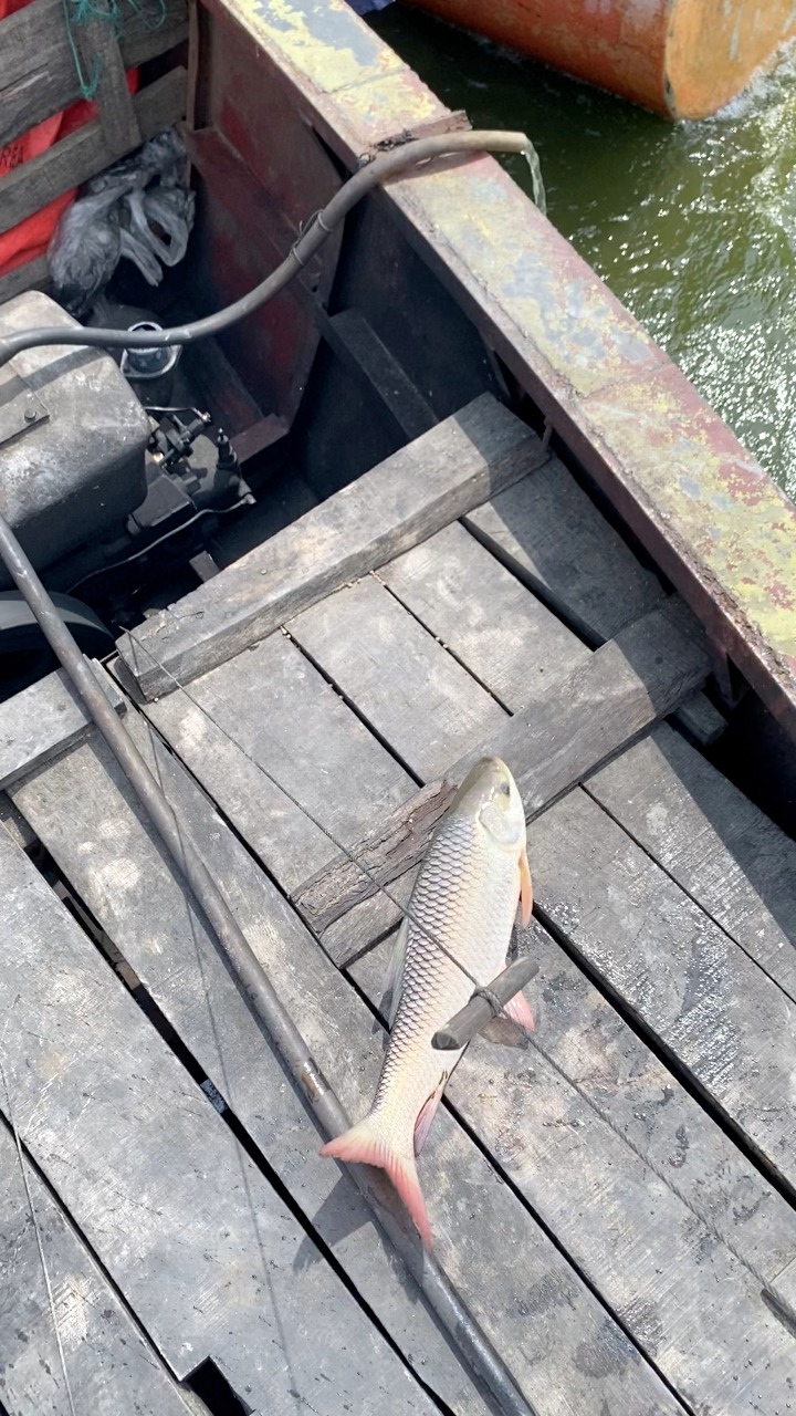 🦈🦈This is a happy place for fish farmers. #vairalreels #highlight # ...