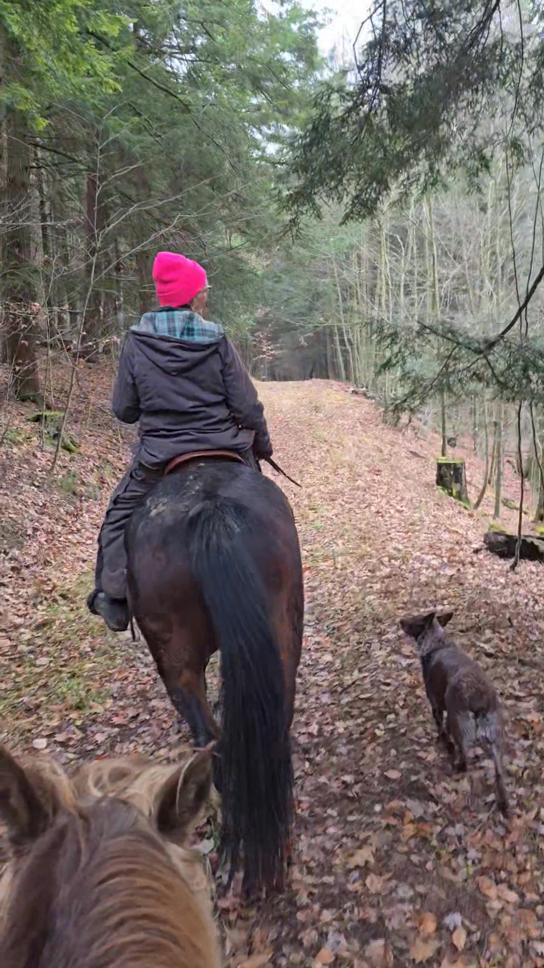 Amey, Duke, Slate, Zipp, and I enjoyed an early morning ride around the ...