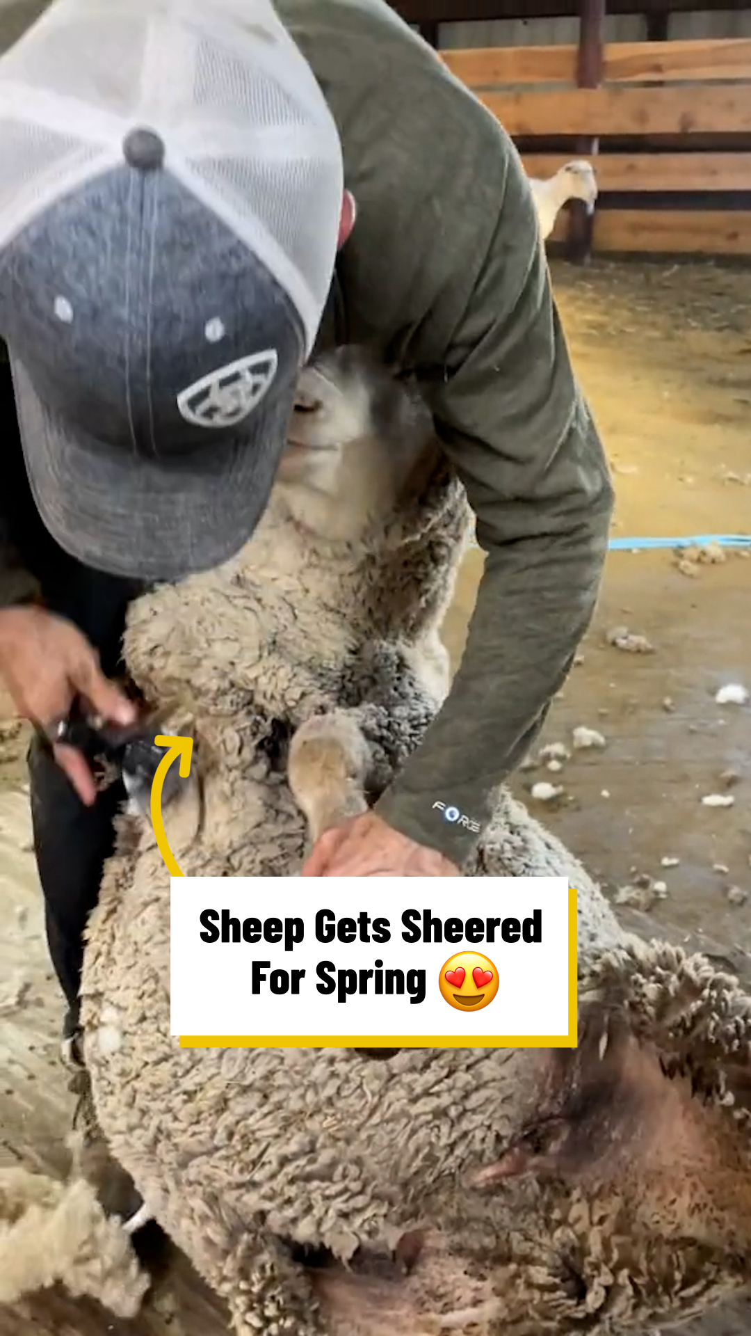 A sheep gets its wool sheared off for springtime 🐑☀️ | Lovimals | Facebook