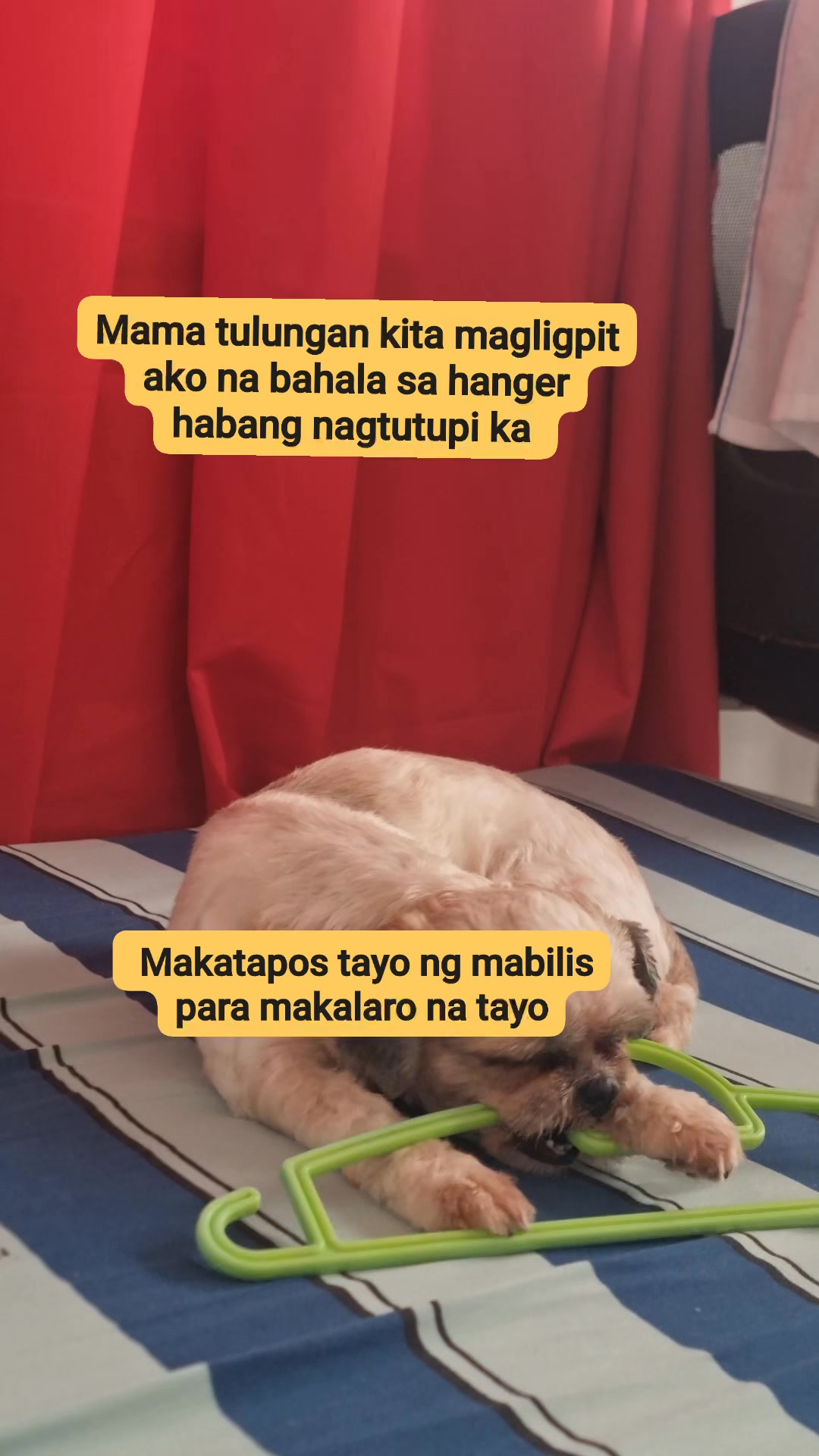 Yong habang natutupi ka ng mga damit meron isang pasaway #dog #shihtzu ...